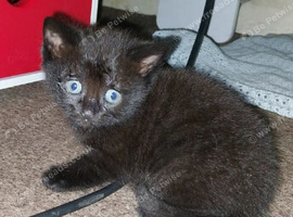6 beautiful kittens