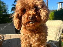 ABSOLUTELY GORGEOUS TINY BLACK TOY POODLE BOY PUPPY