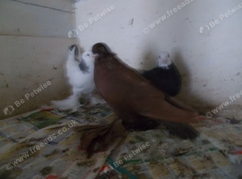 TUBLERS FOR SALE..