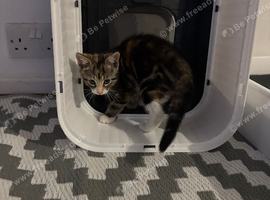 mixed breed female for loving home