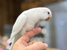 White quaker