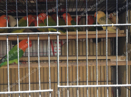 Loads of opaline Fischer lovebirds.