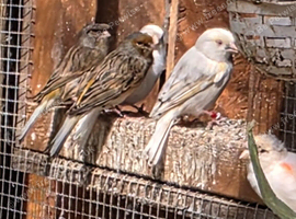Harlequin and fife canaries