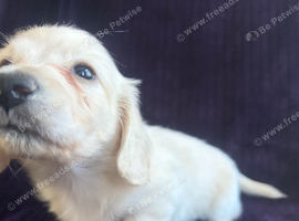 *Last one*Longhaired cream miniature dachshunds