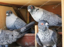 Syrian pigeons for sale 100&pound; each