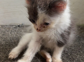 Grey and white kittens