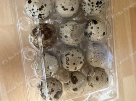 Fertile Quail Hatching Eggs | Can Be Posted or Collected in hullbridge