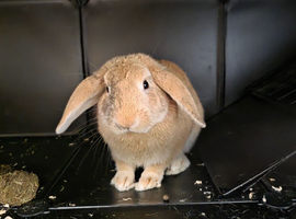 Gorgeous lop ear for rehome