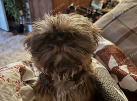 Shih Tzu x griffin
