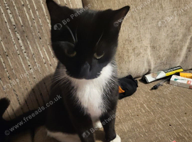 Female cat