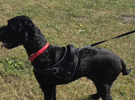 Urgent home needed for 18 month old