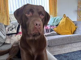 Chocolate Labrador for stud