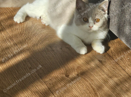 Beautiful girl