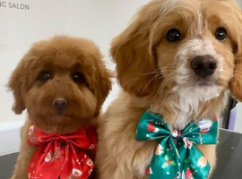 Two 8month old cockerpoos