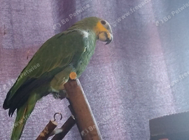 Female orange winged amazon 3years old