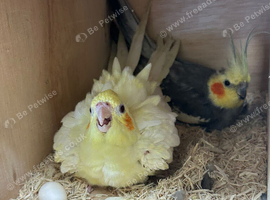 Pair cockatiel