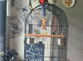 Beautiful male rosella
