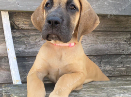 Great Dane Puppy