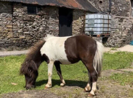 Shetland Gelding