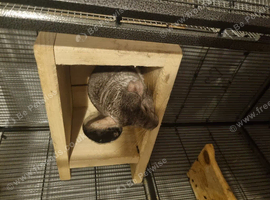 2 female chinchilla and cage