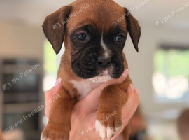 KC registered Boxer puppies