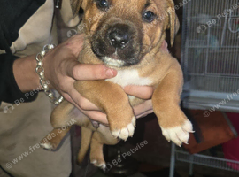 Staffy cross puppies