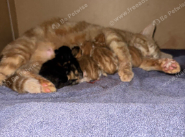 Ginger kitten