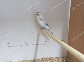 2 baby male budgies for sale