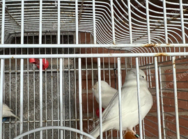 3 white canaries for sale