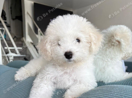 Bichon frise