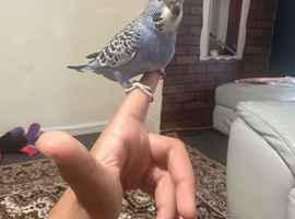 Love baby budgie hand tamed in Dagenham in Barking and Dagenham