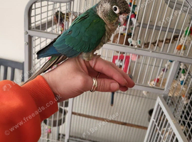 1yo silly tame Conure
