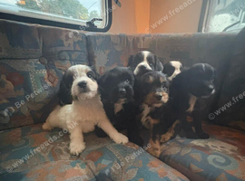 Beautiful cockapoo puppies for sale