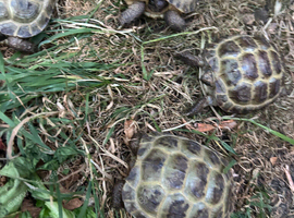 Horsfield baby tortoises for sale