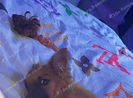 Yorkie mix whit Pomeranian