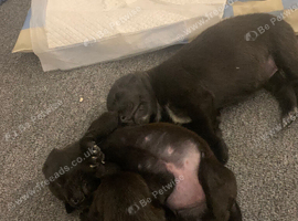 Puppy's for sale