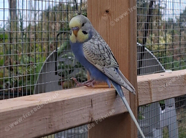 budgie babies for sale