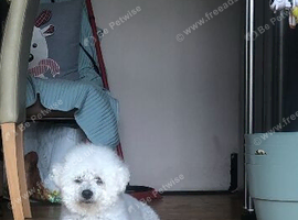Rehome 6 year old Bichon female