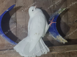 12 fantails