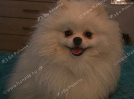 2 year old white teddy bear pomeranian dog for sale