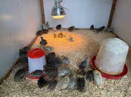 47 Cotournix quails for sale (read description)