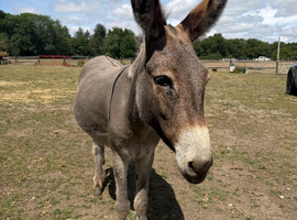Grey Jenni Donkey