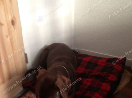 Brilliant home offered to doberman.