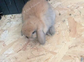 Baby mini lops
