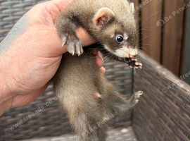Ferret kits