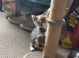 Blue tortoiseshell female kitten