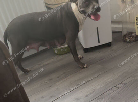 Irish staffy