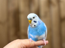 Baby budgies