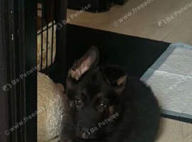 Little boy German shepherd pup