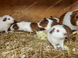 Baby boy guinea pig